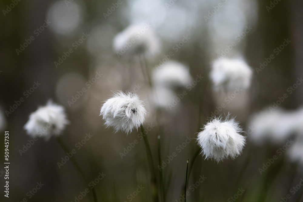 White cotton like flowers, commonly known as hare's-tail, in a Swedish wetland and forest on an early summers morning. White cotton like flowers, commonly known as hare's-tail, in a Swedish wetland and forest on an early summers morning.