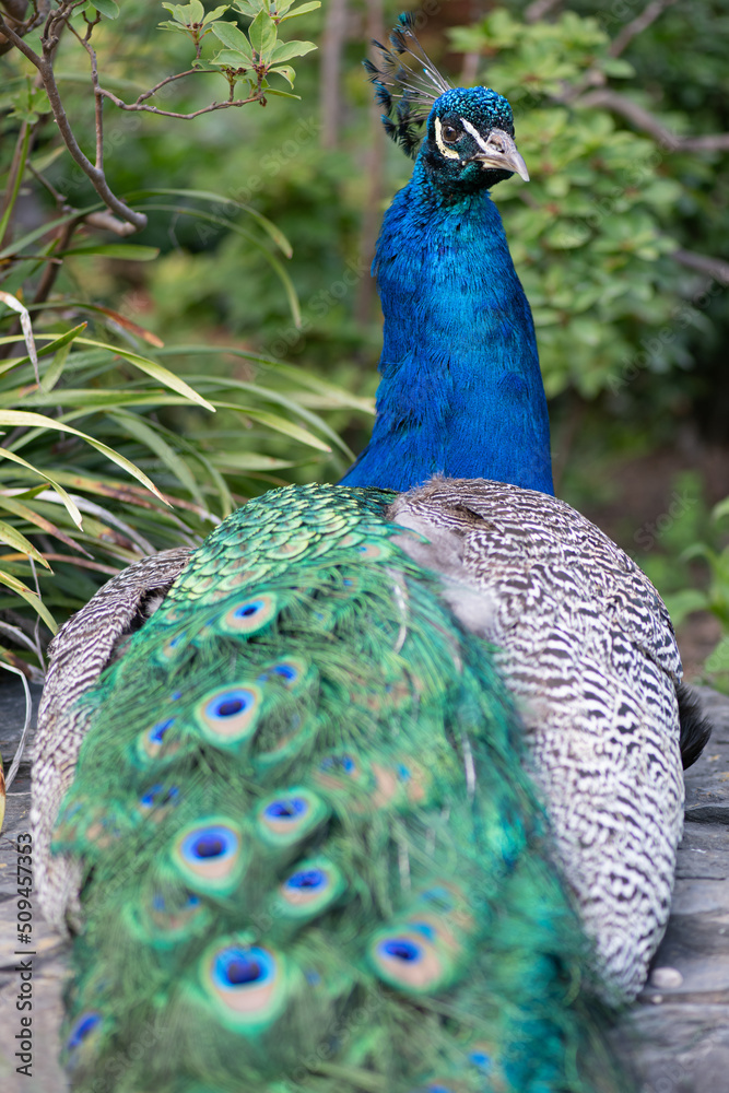 Obraz premium Beautiful colours of a peacock