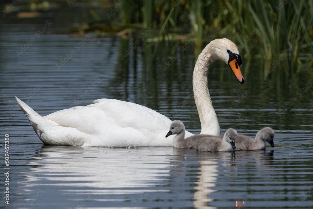 Magestic mute swan and her three tiny signets Magestic mute swan and her three tiny signets