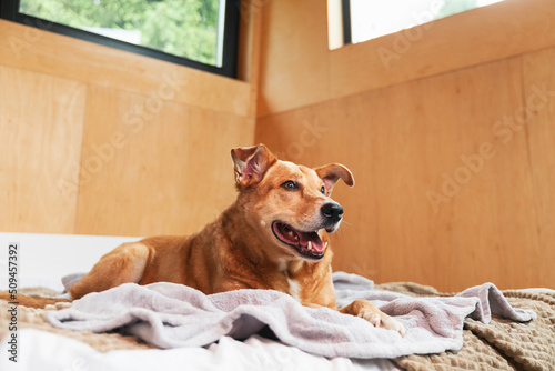 Happy ginger mixed breed dog on bed
