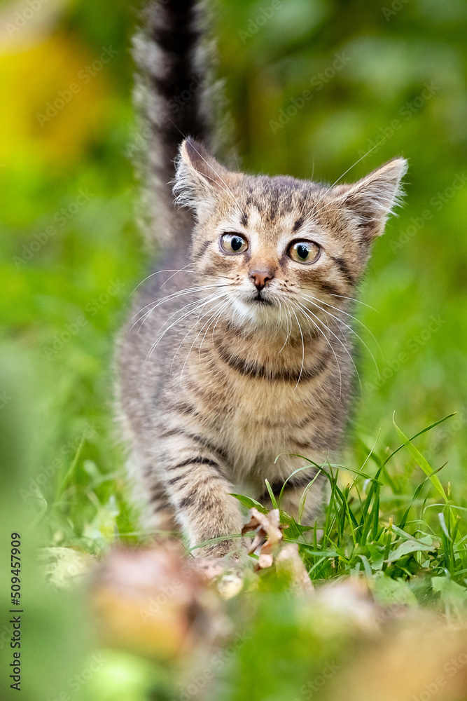 Cute striped kitten walks in the garden on the green grass