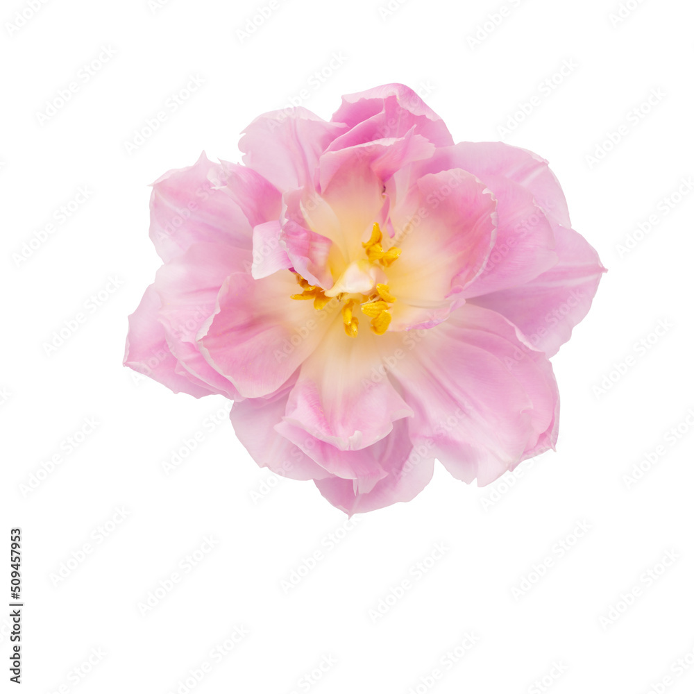 Pink tulip flower isolated on white background.