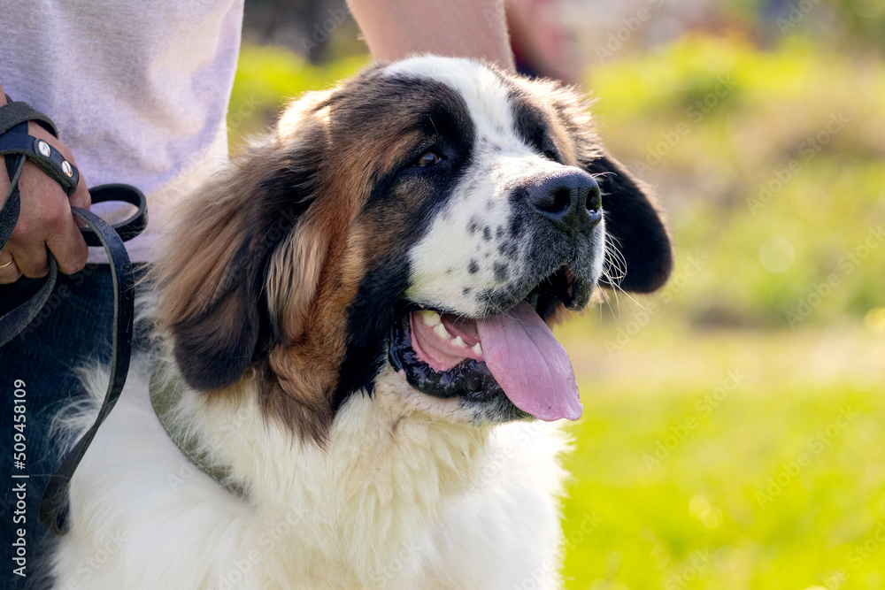 Big dog breed moscow watchdog near the owner in the park on a walk