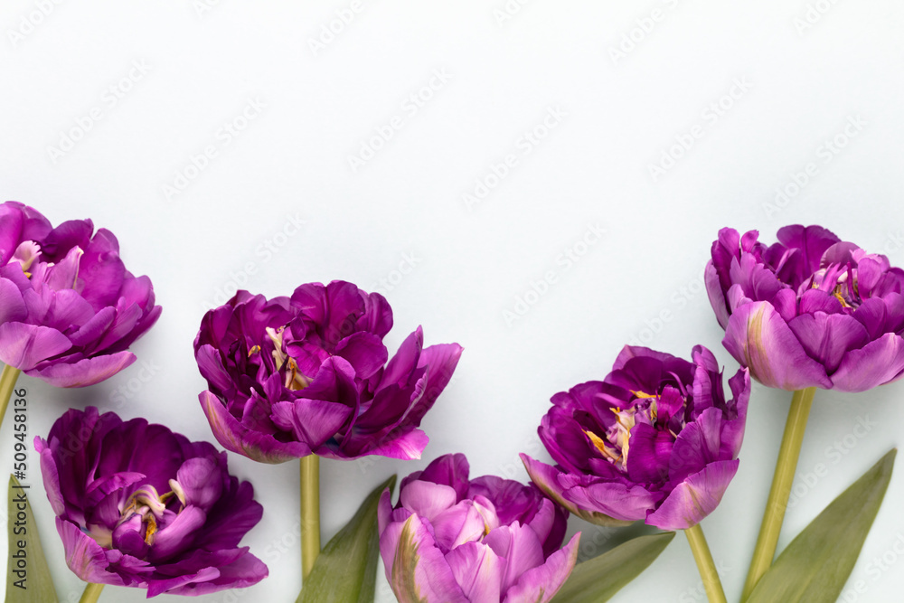 Obraz premium Lilac tulip flowers on pastel background.