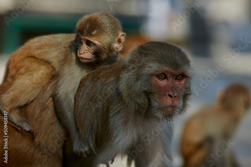 Monkeypox virus, monkeys in the wild spread the virus