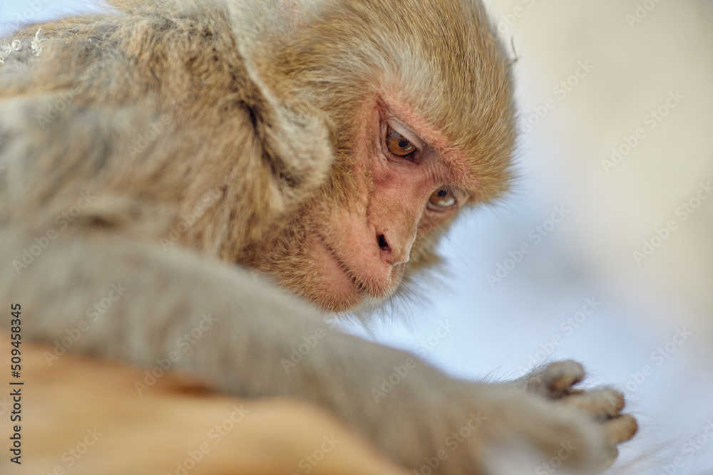Obraz premium Monkeypox virus, monkeys in the wild spread the virus