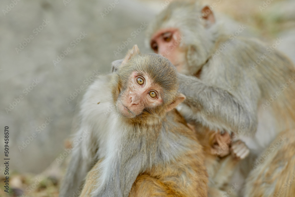 Naklejka premium Monkeypox virus, monkeys in the wild spread the virus