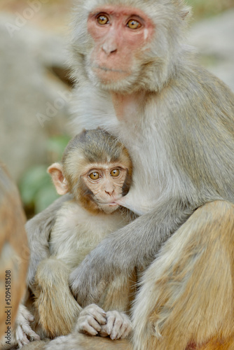 Monkeypox virus, monkeys in the wild spread the virus © st.kolesnikov