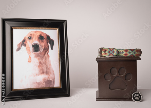 Valokuva urn with a puppy print, on it, a colorful leash, next to it a photograph of the puppy