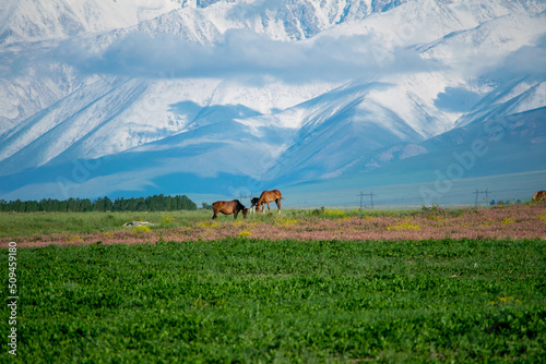 Big mountains with a green clearing. Mountains with a green field. A green glade with stunning mountains on the background. Horses on the background of mountains.