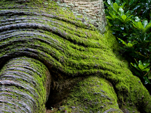 moss on a tree
