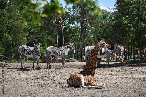 Photography A giraffe and zebras at Safari Park Beekse Bergen, in Netherlands