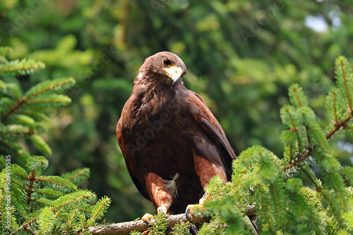 Cuadro en lienzo harris hawk is a rapacious bird with big yellow beak and big black eye