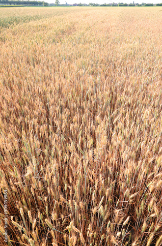 ears of golden wheat in the cultivated field