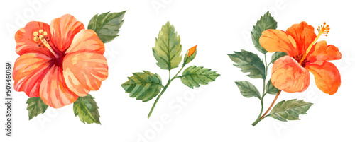 Hibiscus flowers. Hand drawn watercolor illustration on white background. Floral clipart
