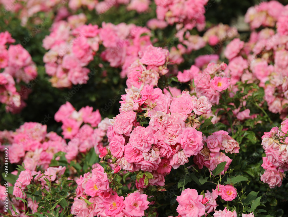 background of many small pink roses flowers background of many small pink roses flowers