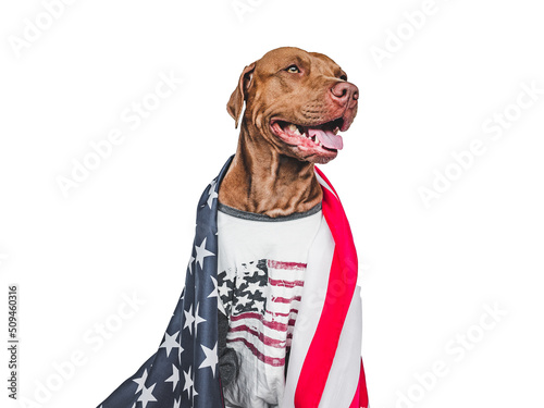 Lovable, pretty dog and American Flag. Closeup, indoors. Studio photo. Congratulations for family, loved ones, relatives, friends and colleagues. Pets care concept