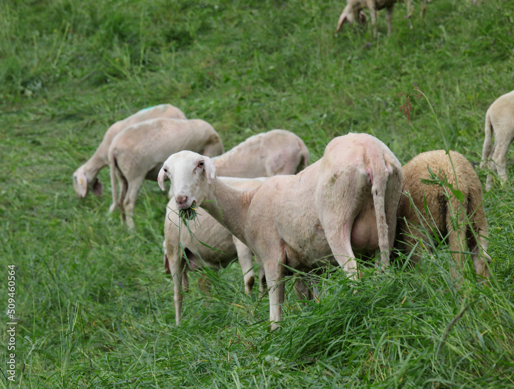 White Sheared Sheep that while grazing the green grass of the meadow and the flock in the mountains White Sheared Sheep that while grazing the green grass of the meadow and the flock in the mountains