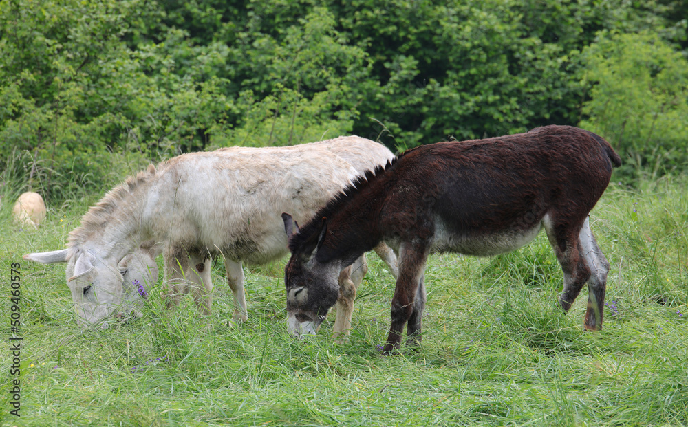 two donkeys grazing the green grass of the meadow in the mountains