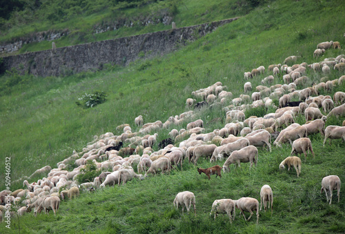 flock with white shorn sheep without fleece after shearing on meadow