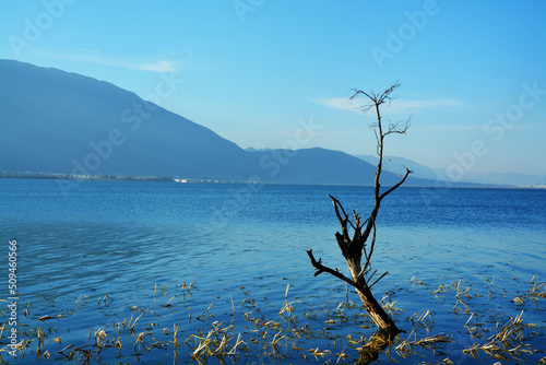 tree on the lake © Theia