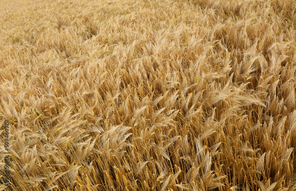 background of wheat in the cultivated field in summer background of wheat in the cultivated field in summer