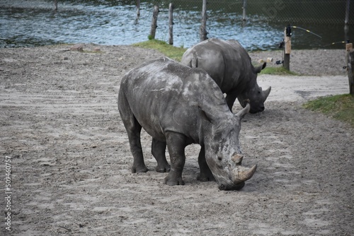 Black Rhinoceros at Safari Park Beekse Bergen, in Netherlands. photo