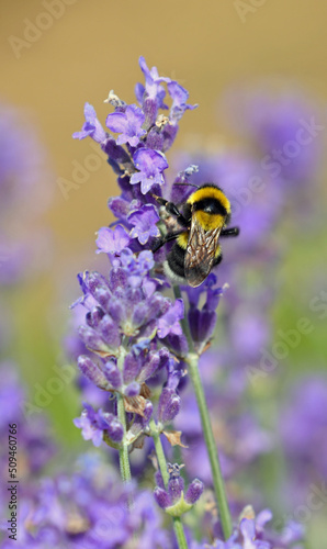 Macro Photo of a bumblebee also called Bombus on the lavandula flowers while sucking nectar photo