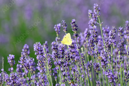 butterfly called colias croceus or clouded yellow on the lavender flowers to suck out the nectar photo
