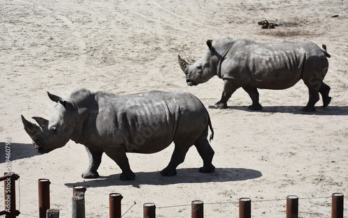 Black Rhinoceros at Safari Park Beekse Bergen, in Netherlands. photo