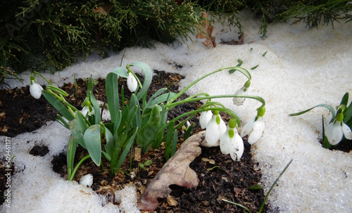 Galanthus elwesii (Elwes's snowdrop, greater snowdrop) photo