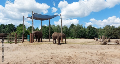 African elephants walking around, in Safari Park Beekse Bergen, in Netherlands. photo