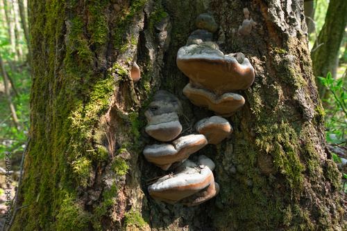 Chaga mushroom on the trunk