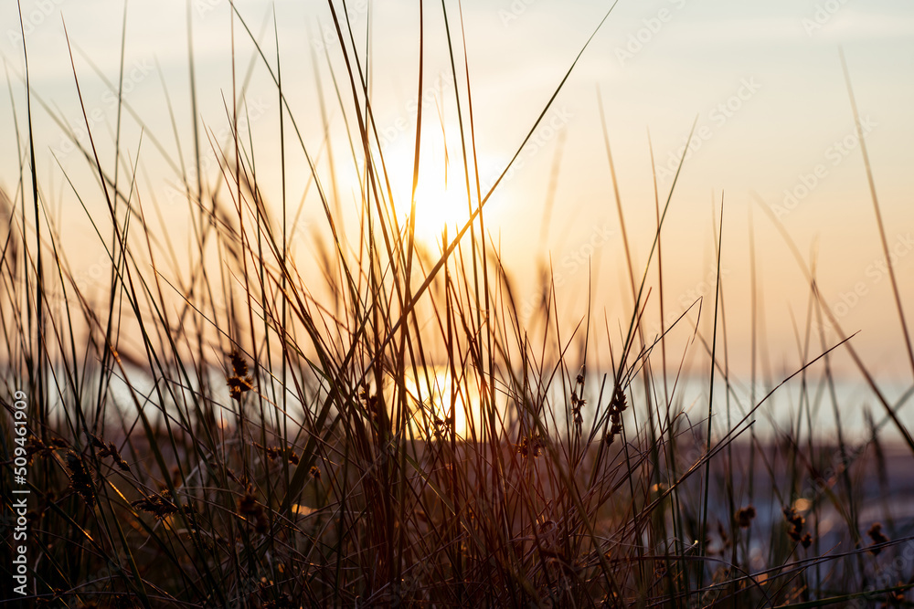 Idyllic scenery of herbs silhuette over dramatic sunset Idyllic scenery of herbs silhuette over dramatic sunset