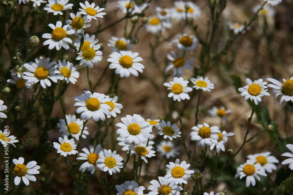 Chamomile flower on a blooming meadow against the background of grass Chamomile flower on a blooming meadow against the background of grass