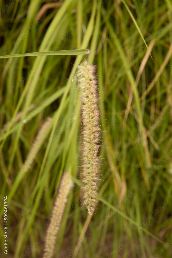 Ornamental grass. Closeup view of Pennisetum orientale, also known as Fountain Grass, yellow flower blooming in autumn in the garden. Ornamental grass. Closeup view of Pennisetum orientale, also known as Fountain Grass, yellow flower blooming in autumn in the garden.