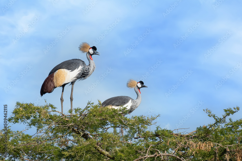 Fototapeta premium Grey crowned crane (Balearica regulorum), crested crane posing on the top of the tree in Murchison Falls national park, Uganda