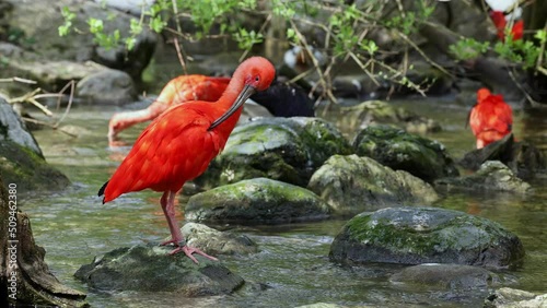 Scarlet ibis, Eudocimus ruber, bird of the Threskiornithidae family, admired by the reddish coloration of feathers, a consequence of crustaceans-based food