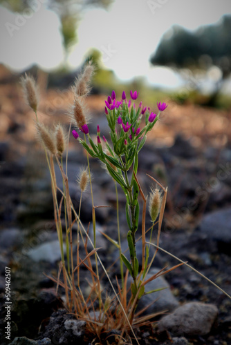 A Zeltnera plant flower growing on the scree between old olive trees on the Aegean Sea photo