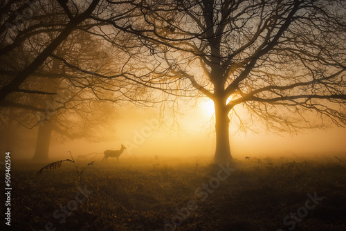 Deer on a misty morning in Richmond Park, London, England.