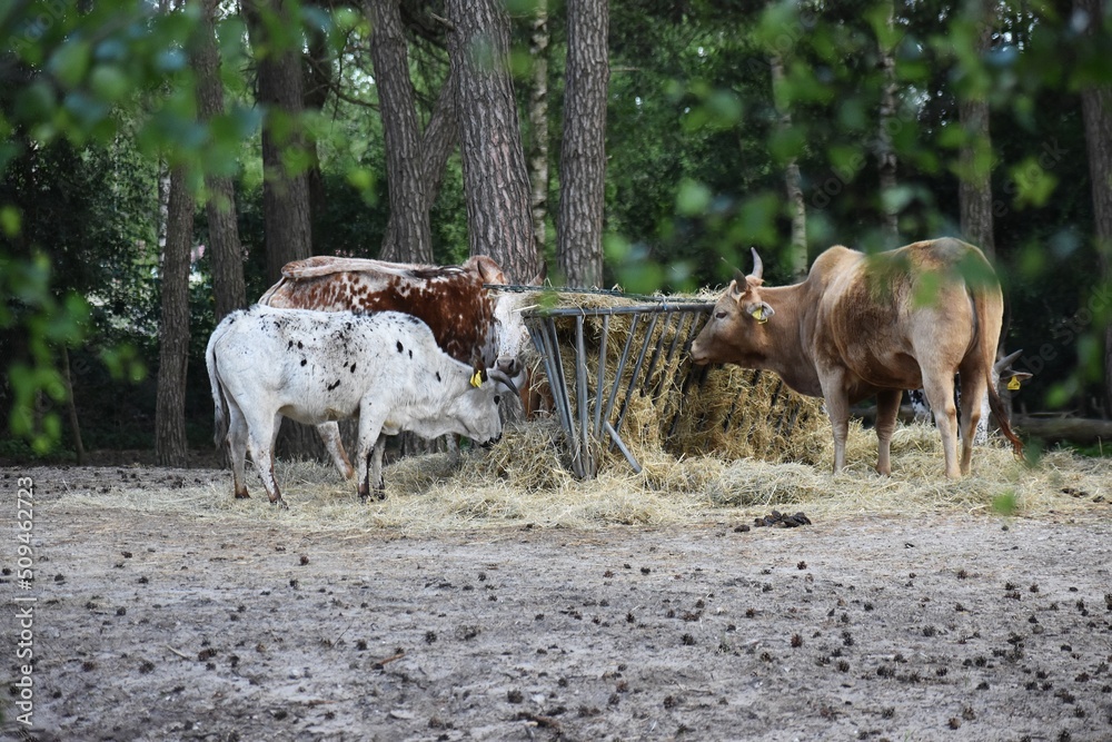 Obraz premium A group of cows eating hay.
