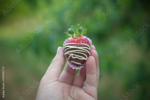 Strawberries covered with chocolate icing, selective focus.