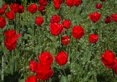 blooming red tulips on a background of green grass