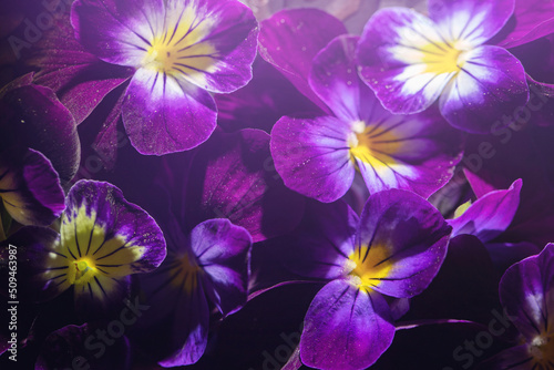 floral background of blooming violets tricolor with water drops