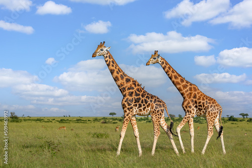 Rothschild's giraffes walking on beautiful savannah in Murchison Falls National Park, Uganda photo