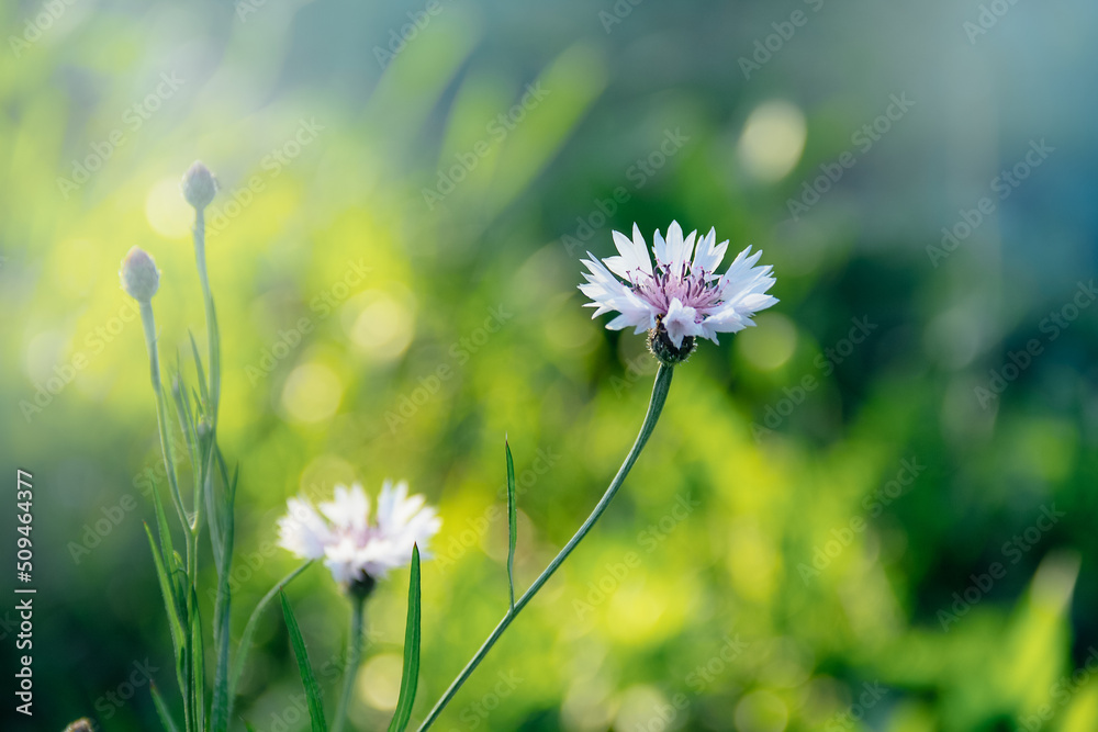 White cornflower on a green background