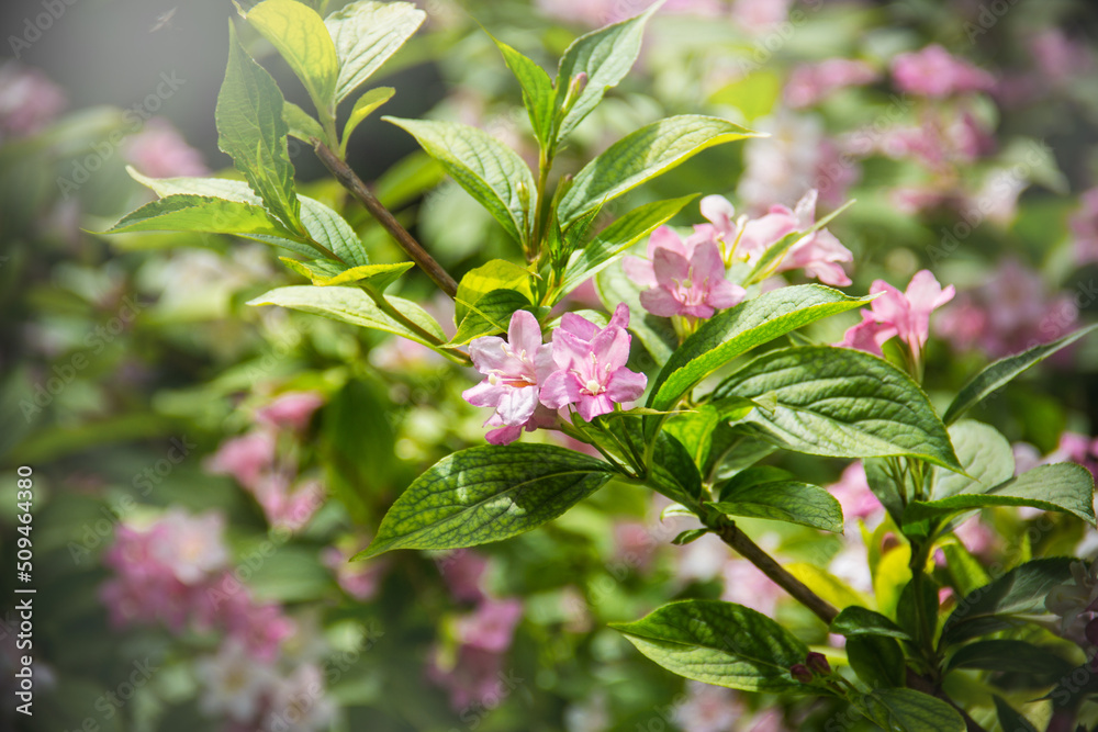 Weigela pink flowers. Summer floral natural background