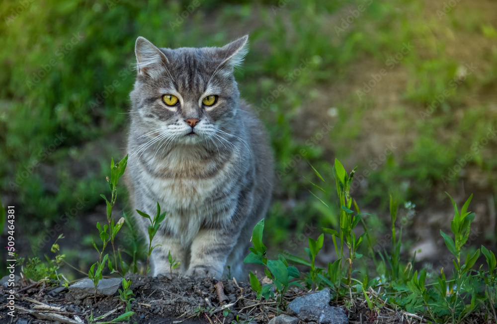 Beautiful gray cat walks in the garden
