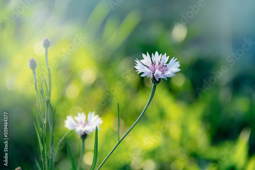 Obraz na płótnie White cornflower on a green background w salonie