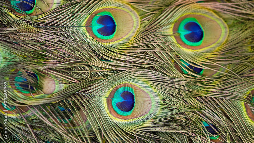Fototapeta premium Close-up of beautiful multi-colored peacock tail feathers.Bright texture of feathers,closeup,selective focus.Natural background.